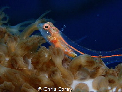 Southern smoothhead glass Blenny 
Bonaire by Chris Spray 